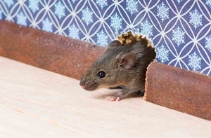 domestic rat